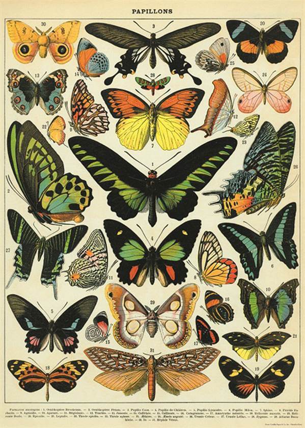 Cavallini Butterfly Poster